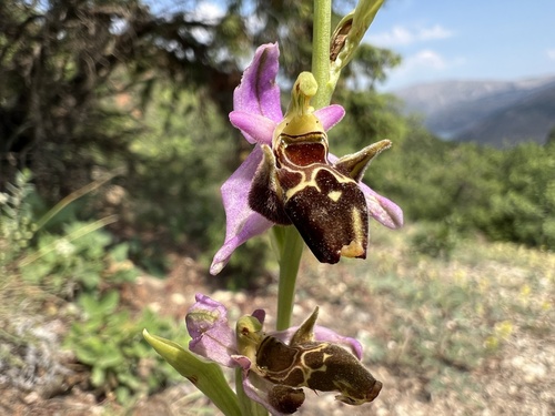 Horned Orchid