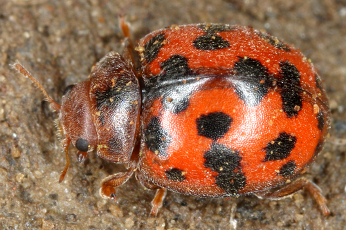 24-spot Ladybird