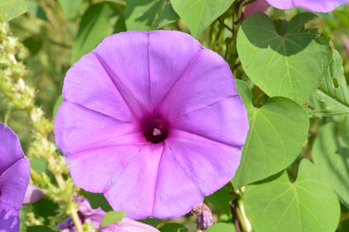 Ipomoea pedicellaris