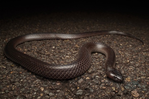 Eastern Small-eyed Snake sighting