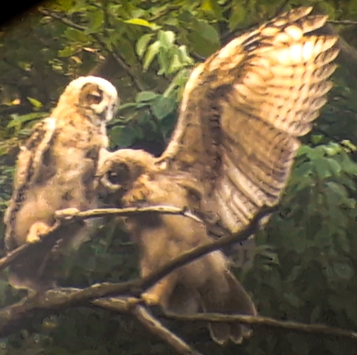 View observation of {o.common_name} on iNaturalist