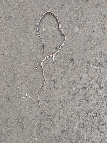 Common Bronzeback Tree Snake