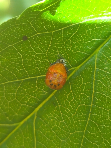 Asian Lady Beetle