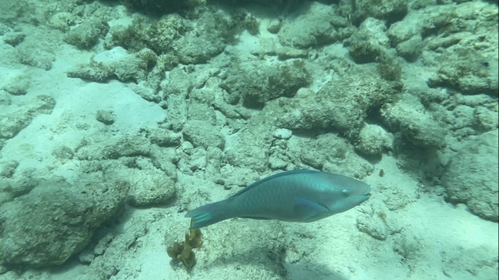 Queen parrotfish