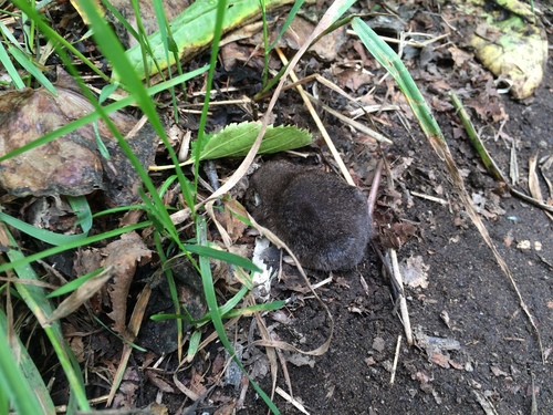 Kamchatka Shrew