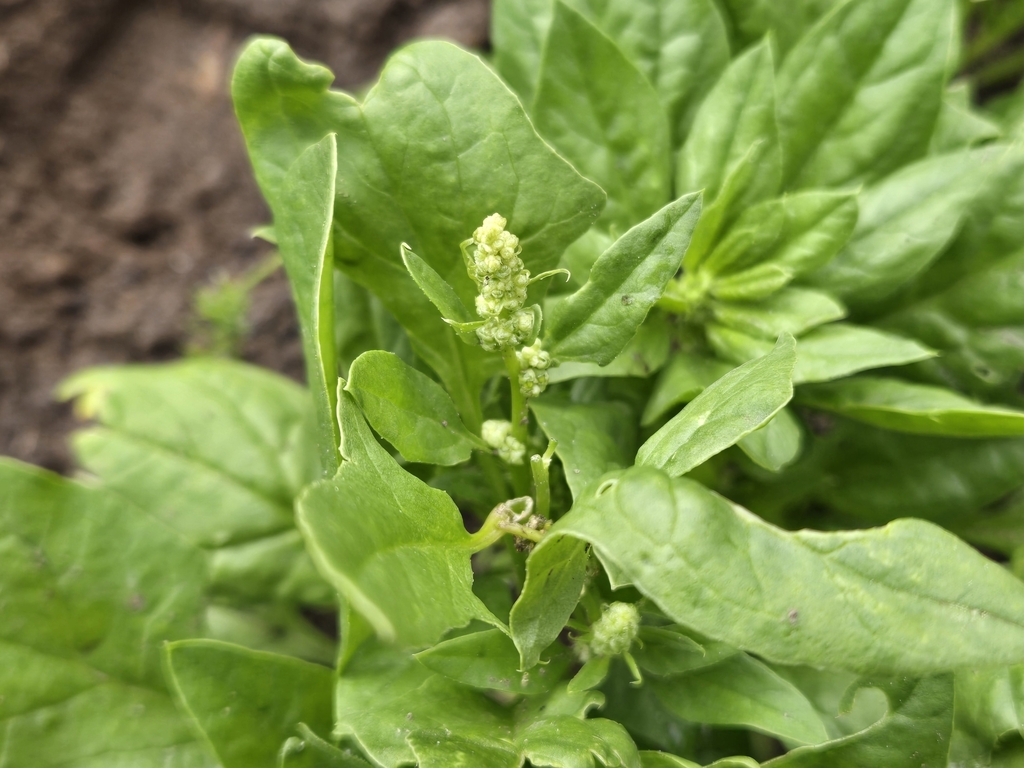 Spinacia oleracea