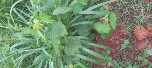 Caesar weed