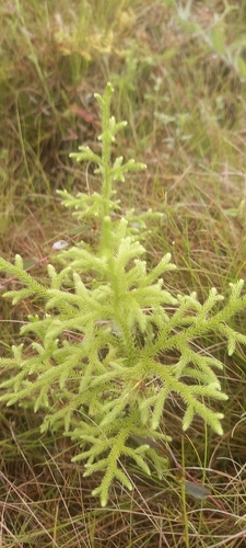 staghorn clubmoss
