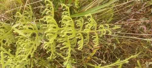 staghorn clubmoss