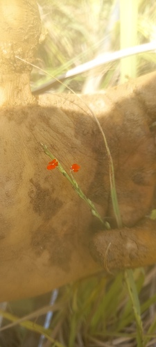 Witchweed
