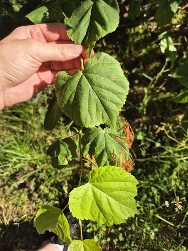 Little-leaf Linden