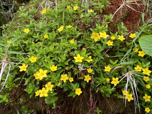 Azorean Loosestrife
