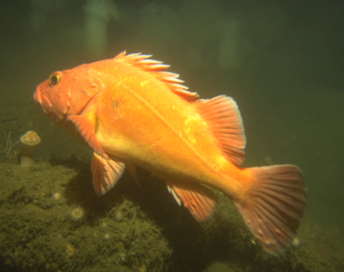 Yelloweye Rockfish