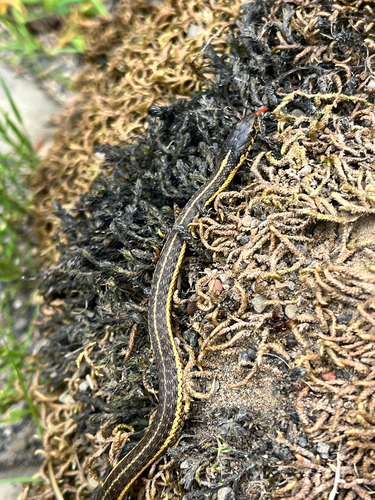 iNaturalist observation photo of Aquatic Garter Snake