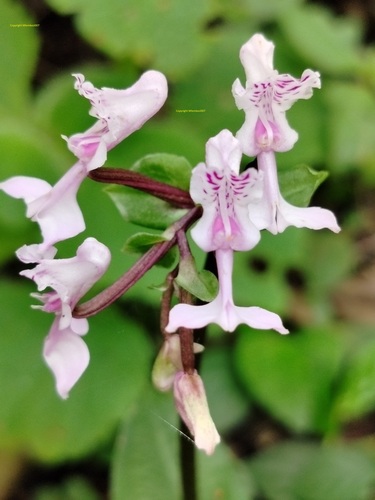 Disperis egregia