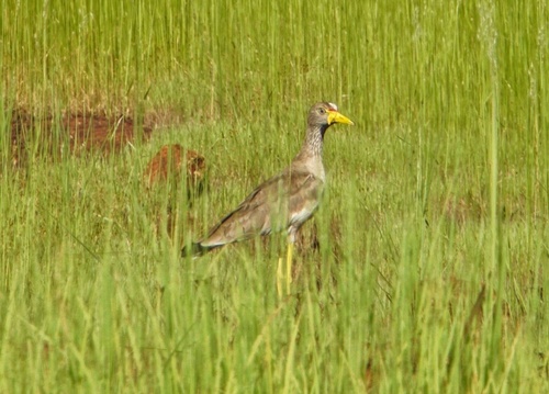 Wattled Lapwing