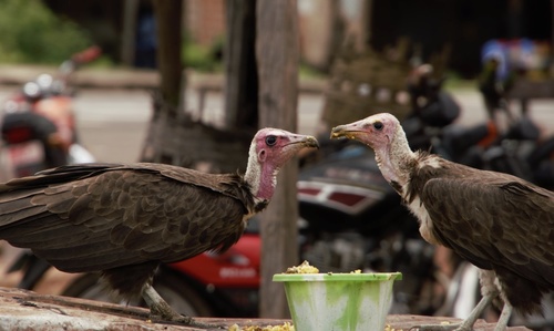 Hooded Vulture