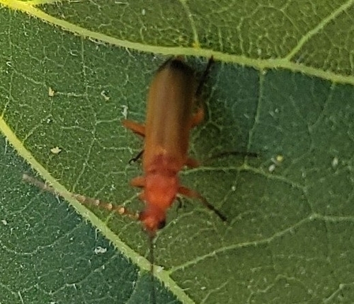 Common Red Soldier Beetle