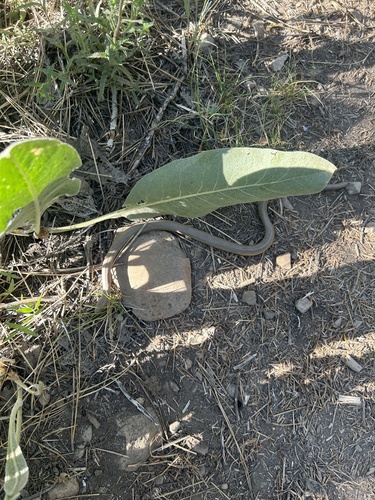 iNaturalist observation photo of Northern Rubber Boa
