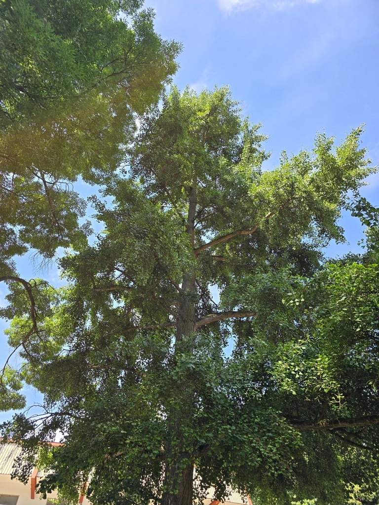 Ginkgo biloba
