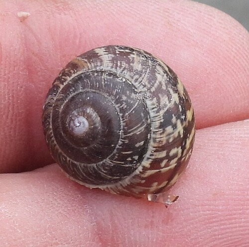 Arianta arbustorum