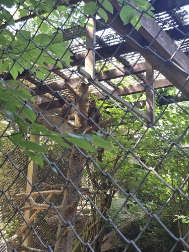 View observation of {o.common_name} on iNaturalist