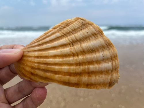 Pecten maximus