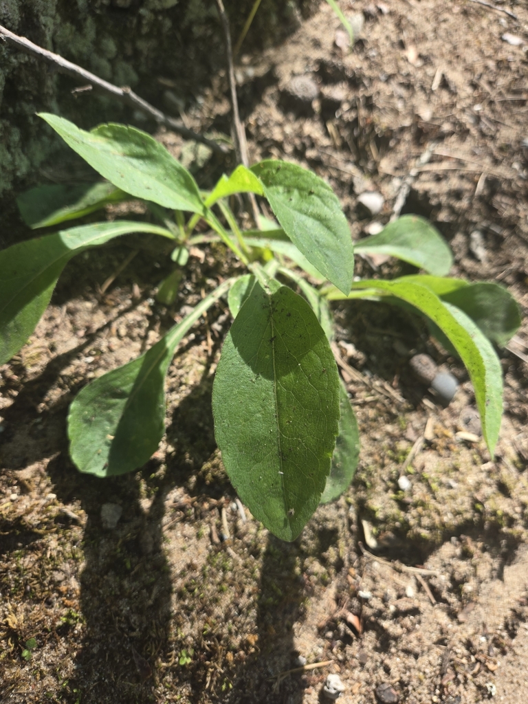 Plantae