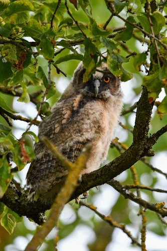 View observation of {o.common_name} on iNaturalist