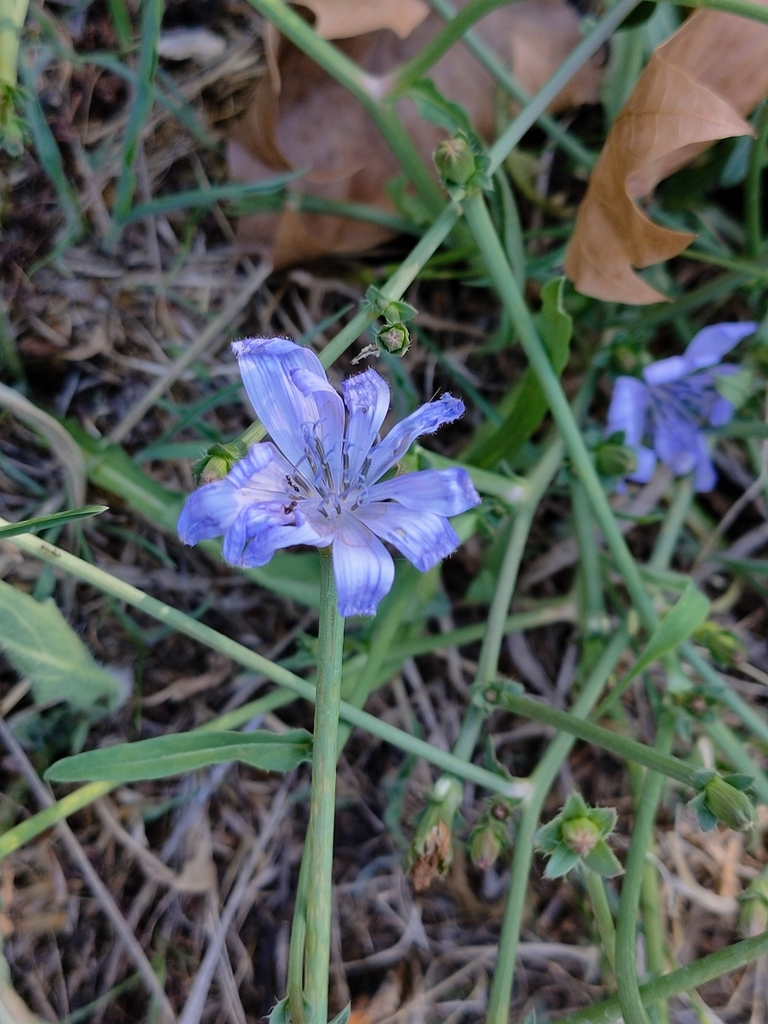 Cichorium endivia