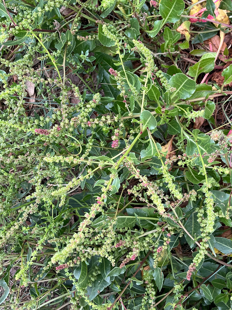Beta vulgaris