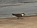 Spur-winged Lapwing