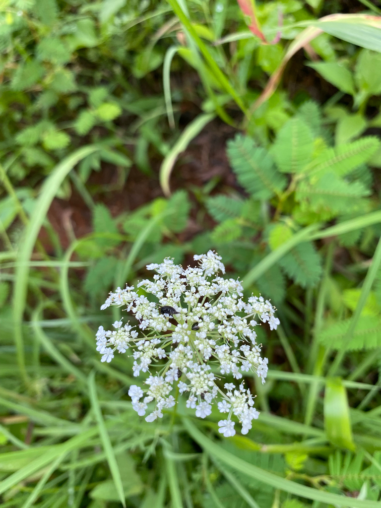 Daucus carota