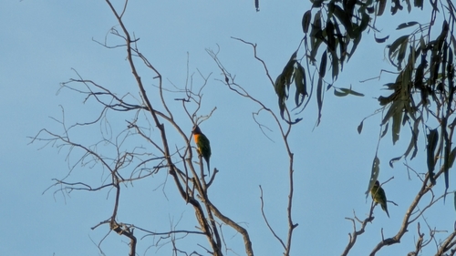 Red-collared Lorikeet
