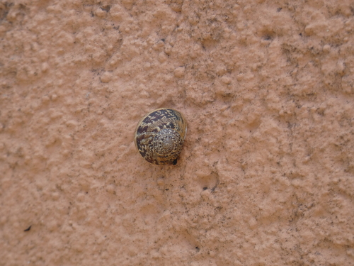 Cornu aspersum