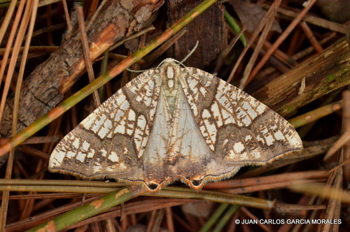 Rindgeria ornata