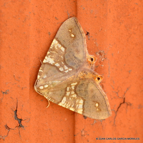 Rindgeria ornata