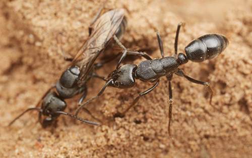 African stink ant