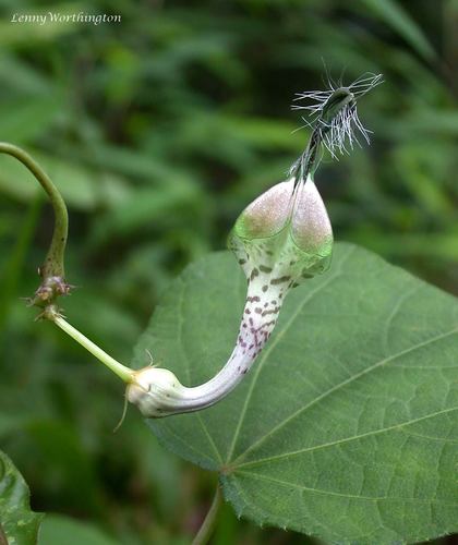 Ceropegia trichantha