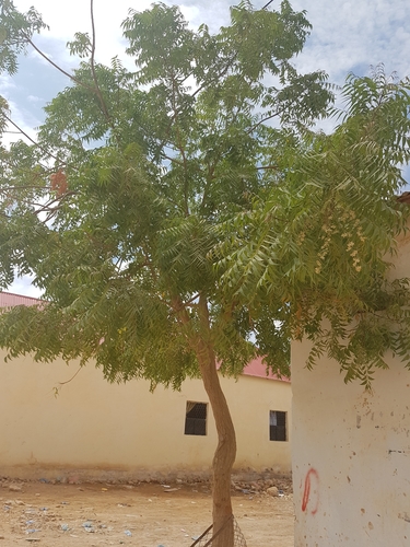 Neem