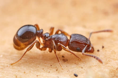 Tetramorium humblotiTetramorium humbloti