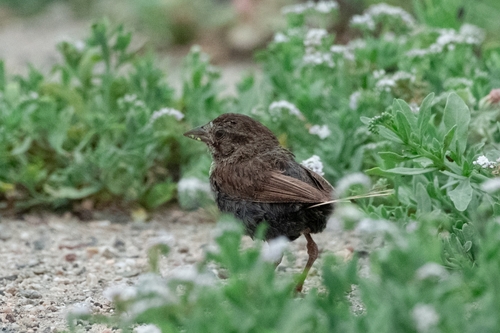 iNaturalist observation photo of Song Sparrow