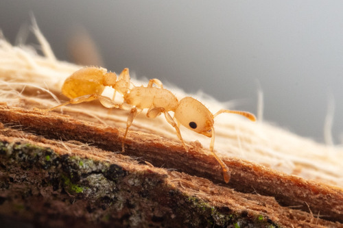 Nesomyrmex wildaNesomyrmex wilda