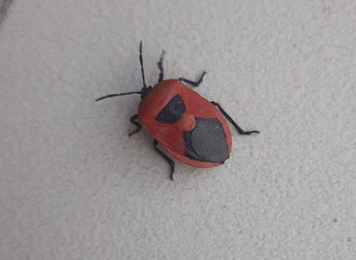 Coridius ianus