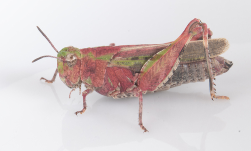 iNaturalist observation photo of Painted Meadow Grasshopper