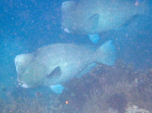 Bumphead Parrotfish — seen at this dive site