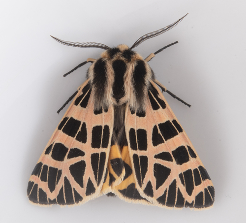 iNaturalist observation photo of Ornate Tiger Moth