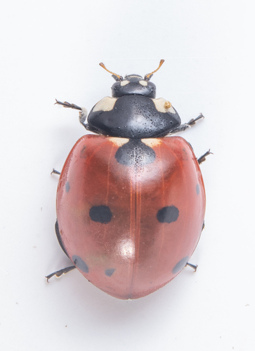 iNaturalist observation photo of Seven-spotted Lady Beetle