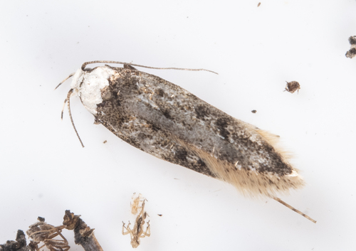 iNaturalist observation photo of White-shouldered House Moth