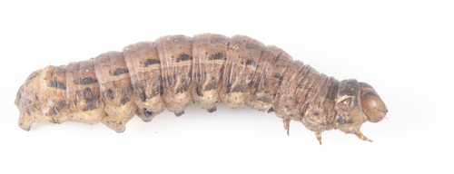 iNaturalist observation photo of Large Yellow Underwing